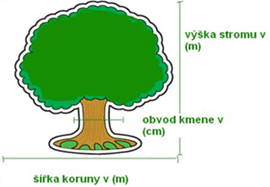 Rozměry stromu